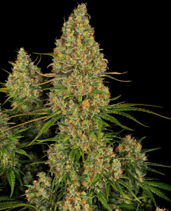 Sticky Orange XXL Auto (Sensi Seeds Research)