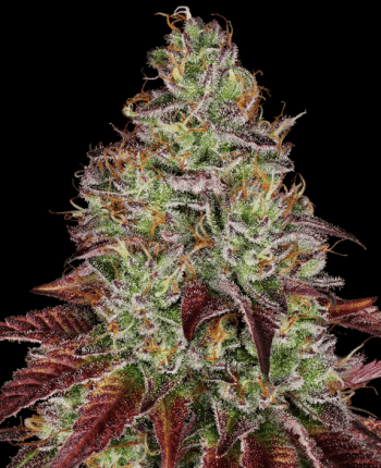 Tezla OG (Sensi Seeds Research)