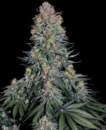 Blue Skunk (Sensi Seeds)