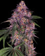 Purple Kush  (Sensi Seeds)