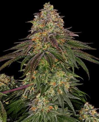 Sweet Cherry Kush  (Sensi Seeds)