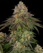Sweet Cherry Kush  (Sensi Seeds)