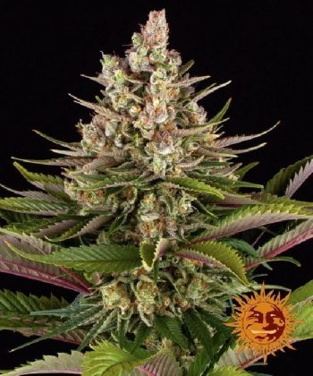 Sour Strawberry (Barneys Farm Seeds)