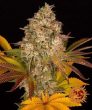 Cookies Kush Auto (Barneys Farm Seeds)