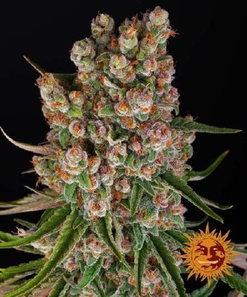 GMO Auto (Barneys Farm Seeds)