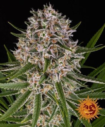 Lemon Haze Auto (Barneys Farm Seeds)