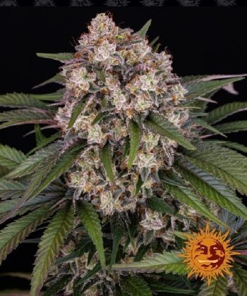 OG Kush Auto (Barneys Farm Seeds)