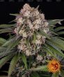 OG Kush Auto (Barneys Farm Seeds)