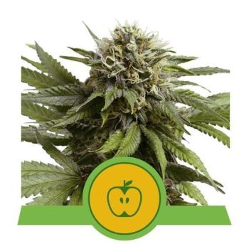 Apple Fritter Automatic (Royal Queen Seeds)