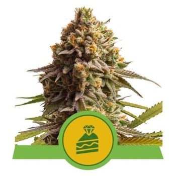 Wedding Cake Automatic (Royal Queen Seeds)