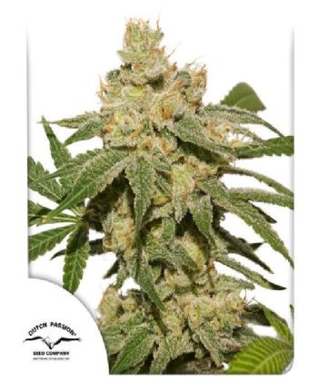 Oh My Gusher Auto (Dutch Passion Seeds)