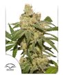 Oh My Gusher Auto (Dutch Passion Seeds)