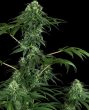 420 Punch (Sensi Seeds Research)
