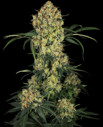 Aloha OG (Sensi Seeds Research)