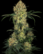 Aloha OG (Sensi Seeds Research)