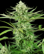 Cashew Kush (Sensi Seeds Research)