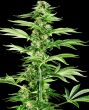 Honey Melon Haze (Sensi Seeds Research)