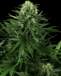 Honey Melon Kush (Sensi Seeds Research)
