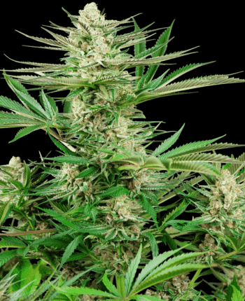 Malibu OG Gold (Sensi Seeds Research)