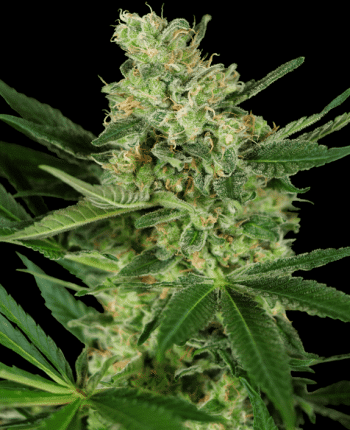 Pumpkin Spice (Sensi Seeds Research)
