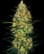 Caramellow Kush Auto (Sensi Seeds Research)
