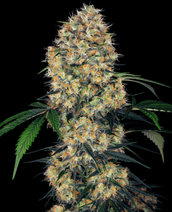 Purple Cookie Kush (Sensi Seeds Research)