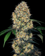 Purple Cookie Kush (Sensi Seeds Research)