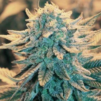 B-52 (Nirvana Seeds)