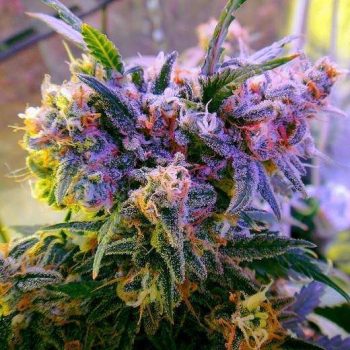Aurora Indica Auto (Nirvana Seeds)