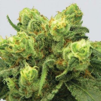 Big Bud Auto (Nirvana Seeds)