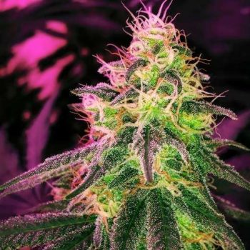 Black Jack Auto (Nirvana Seeds)