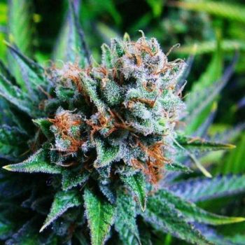 Blue Dream (Nirvana Seeds)