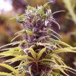 Durban Poison (Nirvana Seeds)