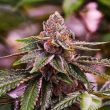 Girl Scout Cookies (Nirvana Seeds)