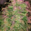 Hawaii Maui Waui (Nirvana Seeds)