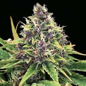 Hindu Kush Auto (Nirvana Seeds)