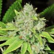 Original Glue Auto (Nirvana Seeds)