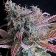 Raspberry Cough (Nirvana Seeds)
