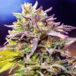 Skunk #1 Auto (Nirvana Seeds)