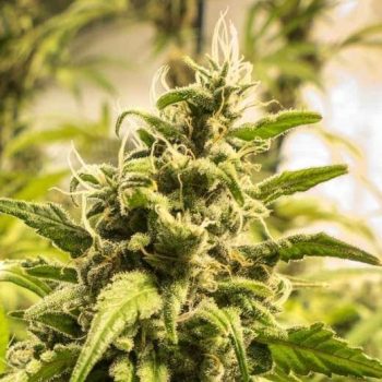 Somango XXL (Nirvana Seeds)