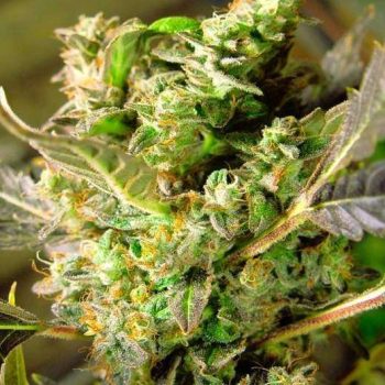 Somango XXL Auto (Nirvana Seeds)