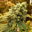 Sour Diesel (Nirvana Seeds)