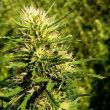 Super Skunk Auto (Nirvana Seeds)