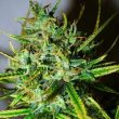 Top-44 (Nirvana Seeds)