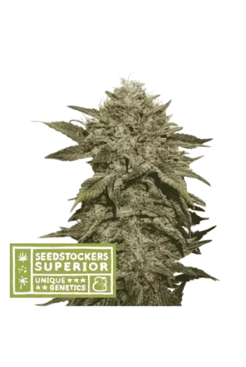 Fruit Cake (SeedStockers Seeds)