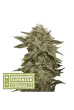 Fruit Cake (SeedStockers Seeds)