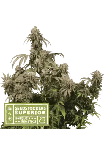 Mandarin Panties (SeedStockers Seeds)
