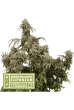 Mandarin Panties (SeedStockers Seeds)
