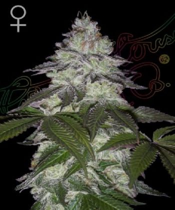 Milky Dreams (Green House Seeds)