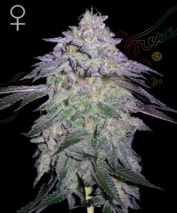 Nori Cake (Green House Seeds)